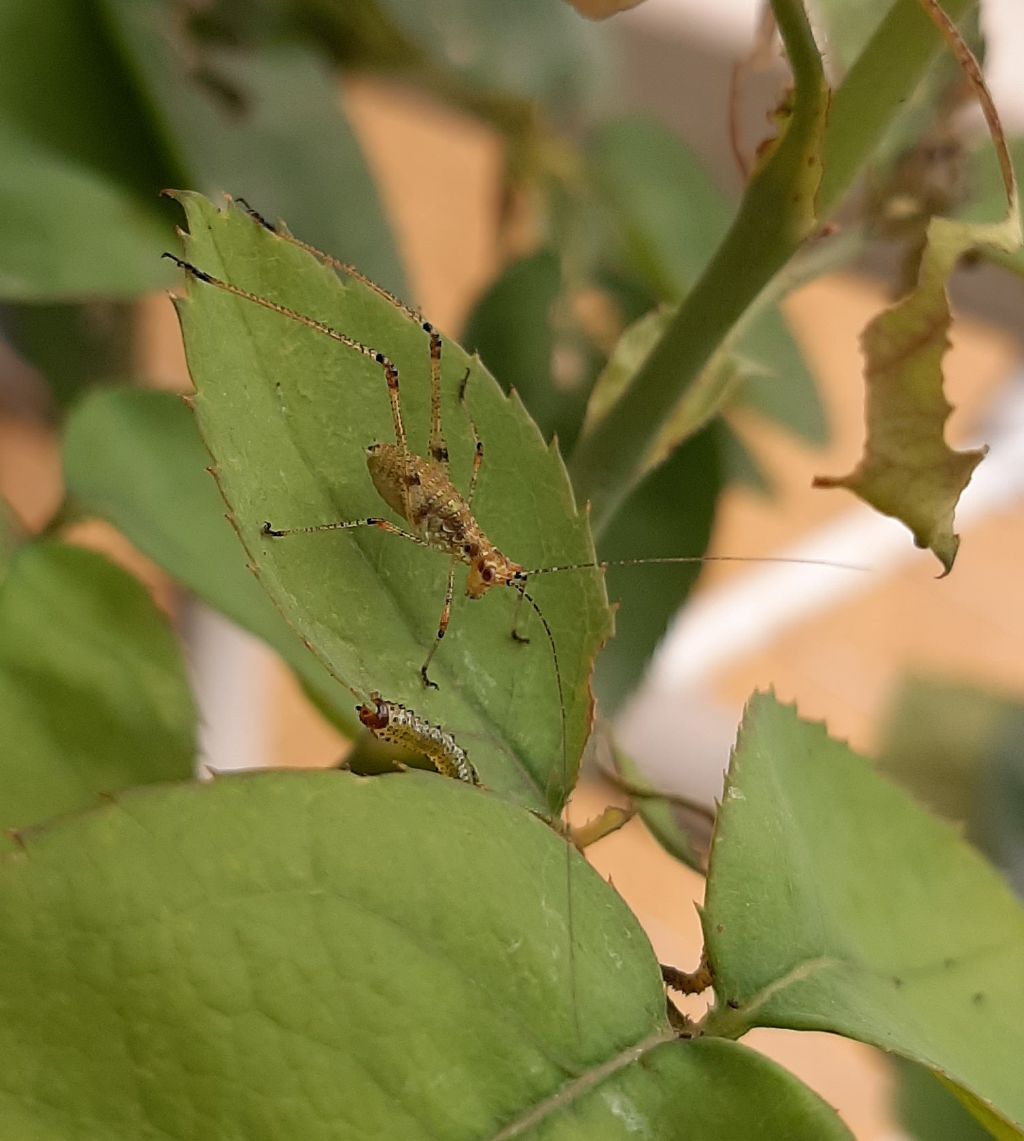 da identificare... Tettigoniidae?... no, neanide di Phaneroptera cfr. nana